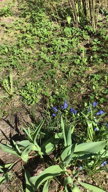 Санкт-Петербург. Проспект Энгелса. 17.04.2026. Цветы у дома. Эпизод 6