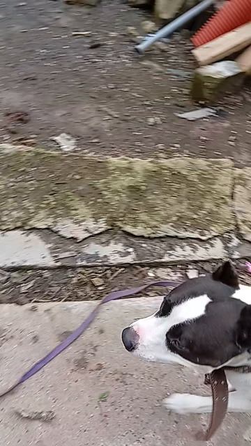 Оскар # Шереметьевский приют # собаки в дар