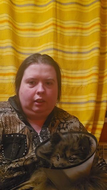 Лечим Луну шпиц собака животные шпицы собаки