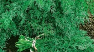 Укроп будет пышным и зелёным: 5 секретов, о которых молчат соседи