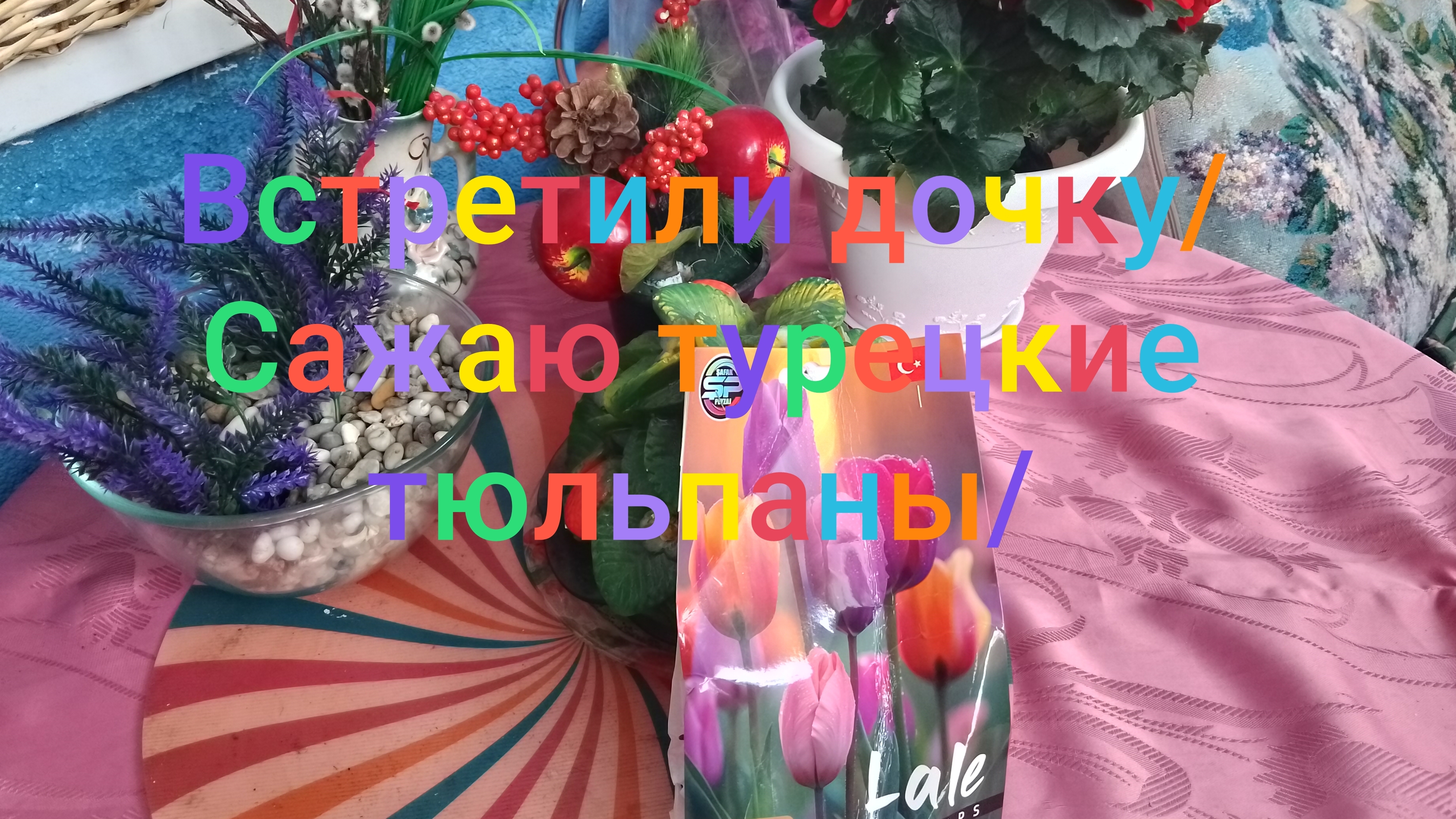 Встретили дочку/ Сажаю турецкие тюльпаны