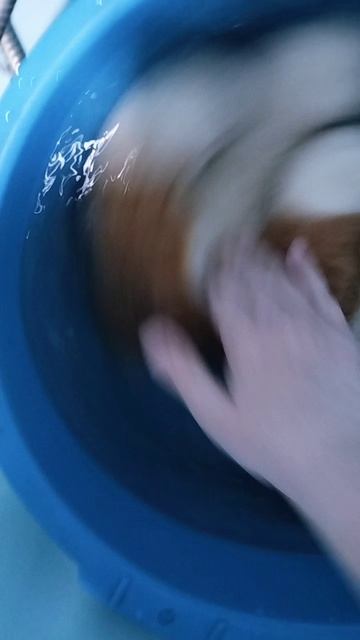 купаем кайси