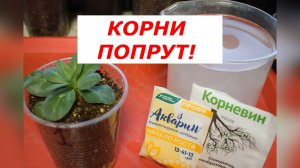 Эустома «замерла» после перевалки? Не паникуйте, а делайте ЭТО!