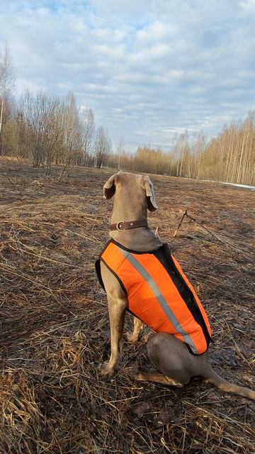 Охота 2026 веймаранер Веста на весенней тяге