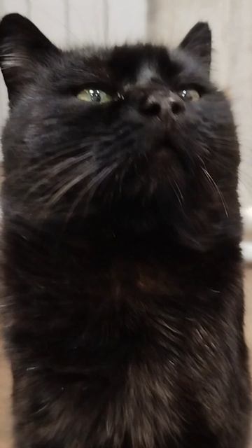 #село #кот #черныш #животные #голос #мысли #мысливслух #cat