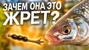 ПЛОТВА ЖРЕТ РЕЗИНУ ⁉️ РЫБАЛКА на НОВЫХ ПРУДАХ  — ГДЕ ПОВЕЗЕТ НАЛОВИТЬ?