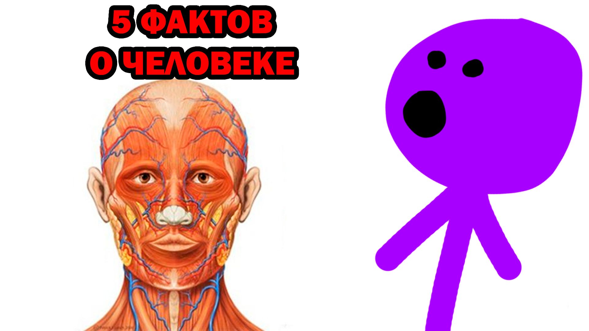 5 ИНТЕРЕСНЫХ ФАКТОВ О ЧЕЛОВЕКЕ