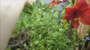 Рассада цветов на 17. 04.2026