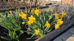 365. Вторая обработка Роз и Смородины. Виноград НЕ ОТКРЫВАЮ.