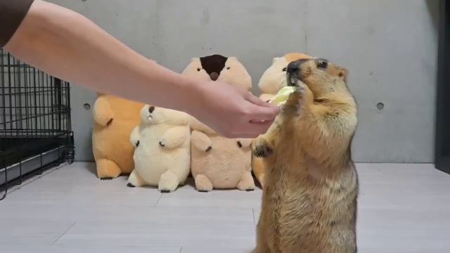 Сурок, который культурно отказывается от капусты