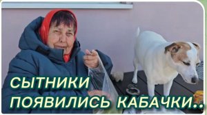 САМВЕЛ АДАМЯН, СЫТНИКИ, ПОЯВИЛИСЬ КАБАЧКИ..