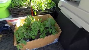 Перевожу рассаду на участок