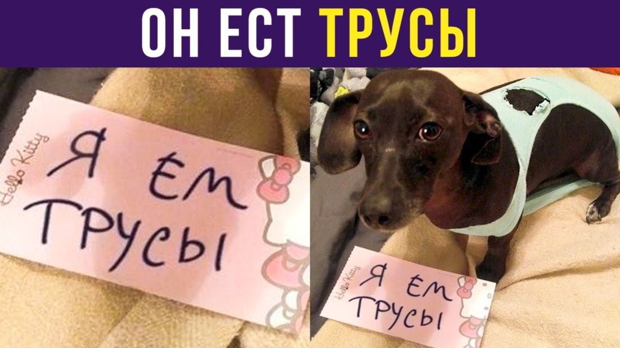 ПЁС ЕСТ ТРУСЫ!) Приколы