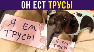 ПЁС ЕСТ ТРУСЫ!) Приколы