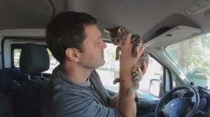 Котенок Барс на скоростной трассе.