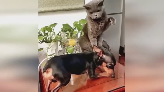 🤣Самые смешные кошки и собаки🤣| СМЕШНЫЕ ВИДЕО С ЖИВОТНЫМИ! До СЛЕЗ!😂