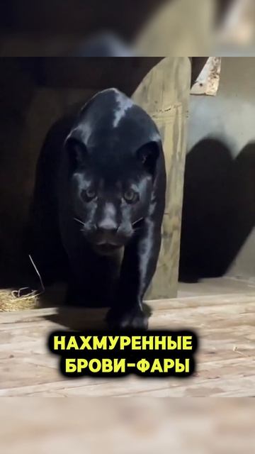 😠ПОЧЕМУ ТВОЯ ТАЧКА ЗЛАЯ? 🤬#automobile #tuning #cars #bodykit #обвес