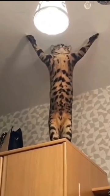 эти забавные животные