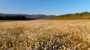 🌱🌱🌱ПЕСНЯ,О ВЕЧНОЙ ВЕСНЕ