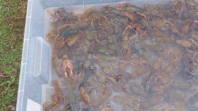 запуск раков 3 кг 18.04.26