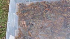 запуск раков 3 кг 18.04.26