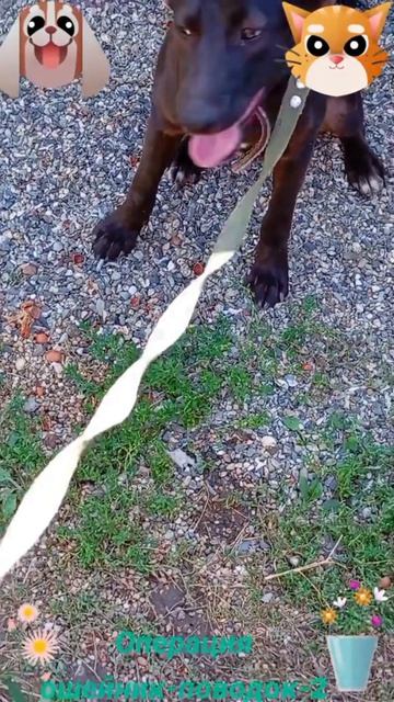 Операция ошейник поводок-2🐶🐱😅