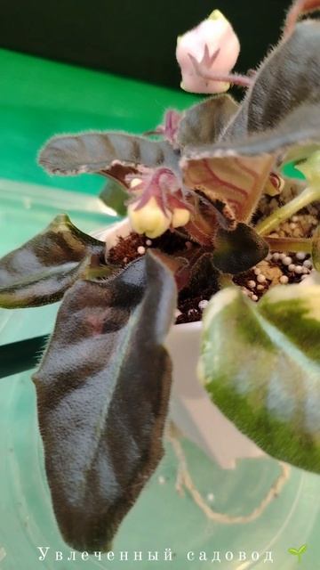 Пасынок на фиалке