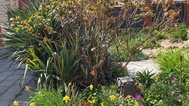 #Влог🏡Прогулка по двору и саду с собаками🦮жарим антрекоты🌷🪻🌸🌹🪴🌱