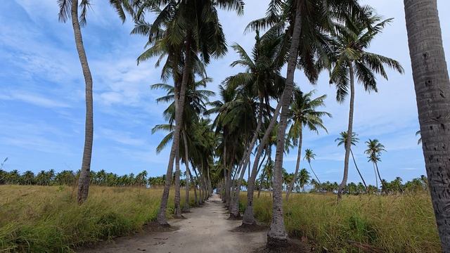 08. ПальмАллея