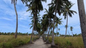 08. Мальдивы 2025. Остров Тодду. Пальмовая аллея