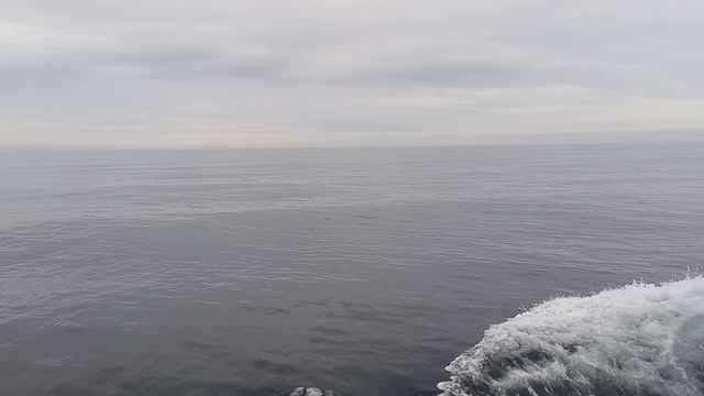 Татарский пролив. дельфины.