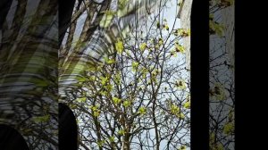 Вторая половина апреля, весенняя природа, цветы и мелодия дудука.mp4