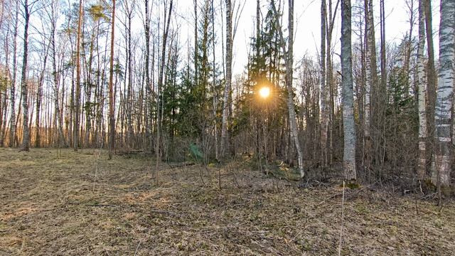 Вечер в весеннем лесу. Апрель 2026