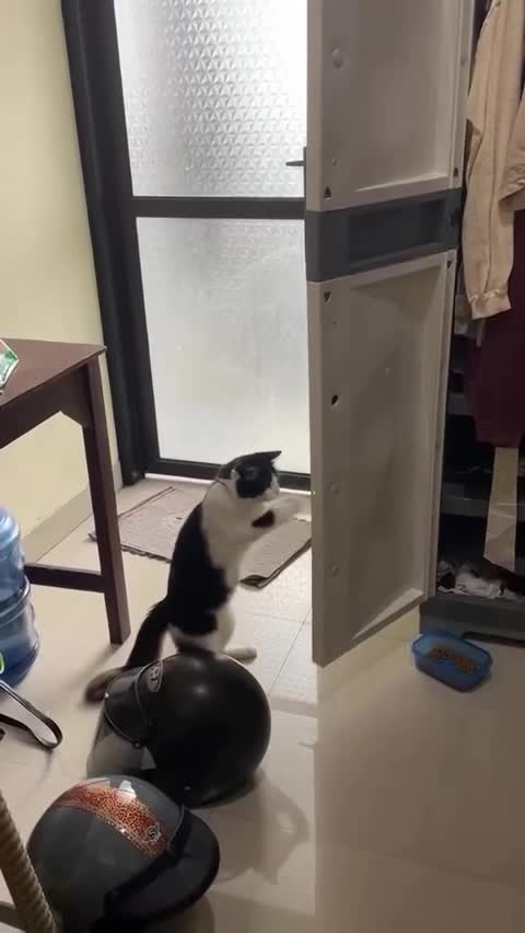 #видео #Милые #животные