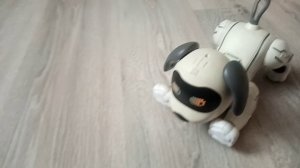 собака танцует круто