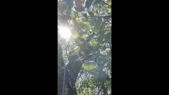 Красивое пение птицы.