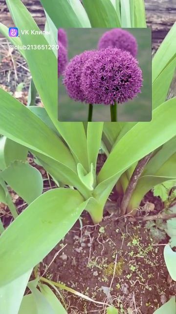 Создаем малоуходный сад