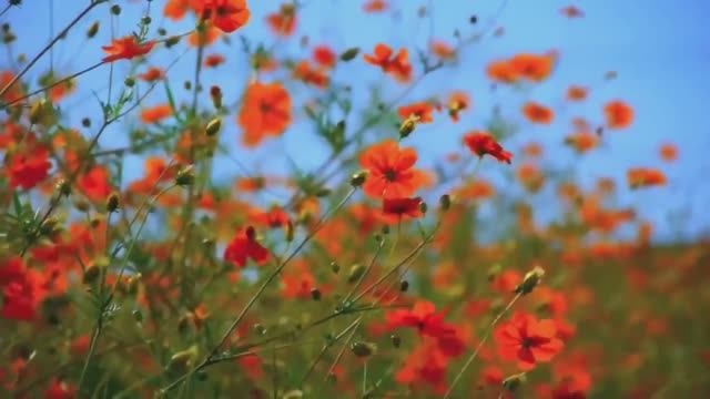 Звуки лета для расслабления и крепкого сна