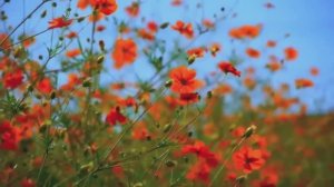 Звуки лета для расслабления и крепкого сна