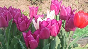 Парад тюльпанов сезона 2026.