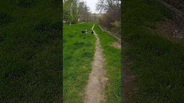 Общение видов.