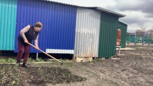 Чеснок взошел хорошо, пришла пора проматыжить.