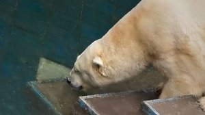 Белый медведь Кай успел попить водички из бассейна и здесь повалил снег.