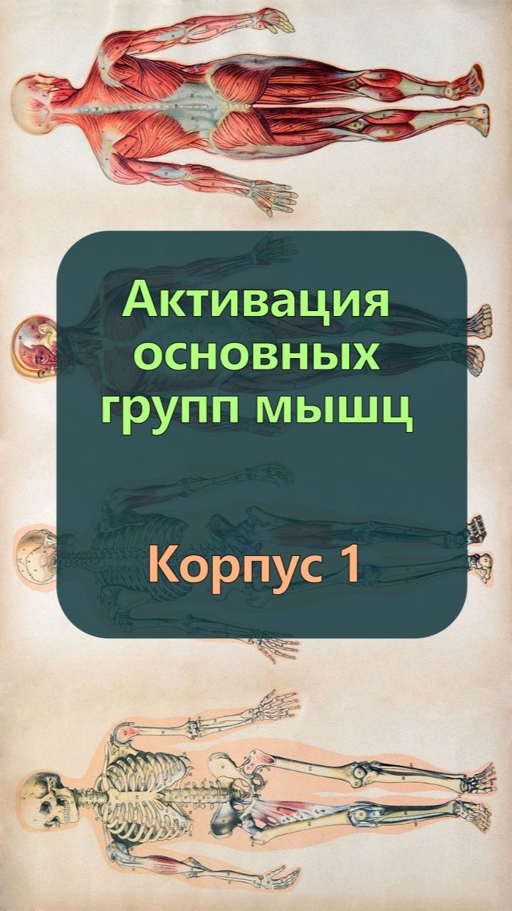 Активация мышц корпуса 1 — Поясничные и мышцы живота