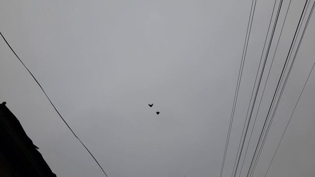 Николаевские голуби 48 RUS