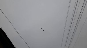 Николаевские голуби 48 RUS