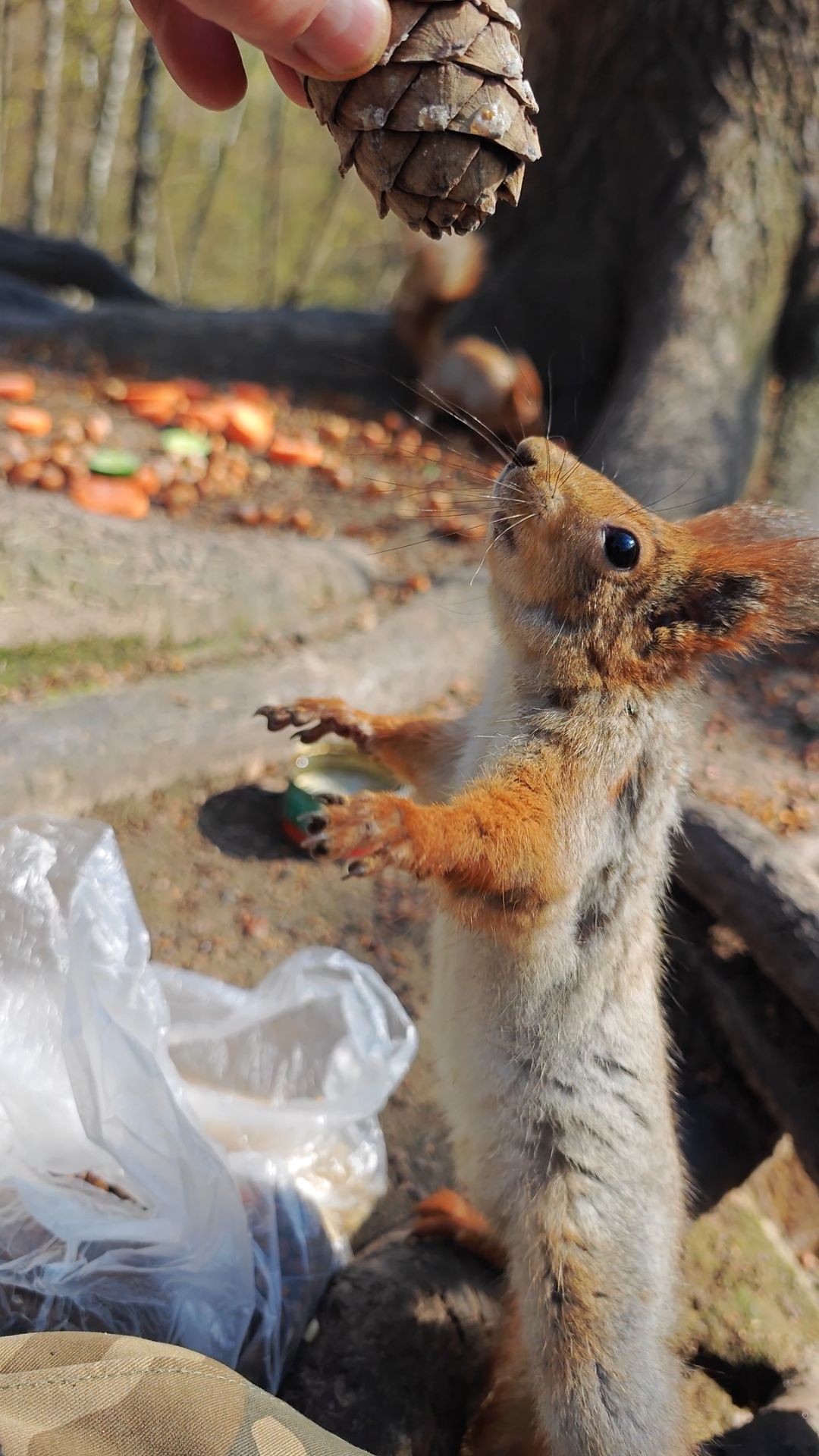 Белка пришла за шишкой
