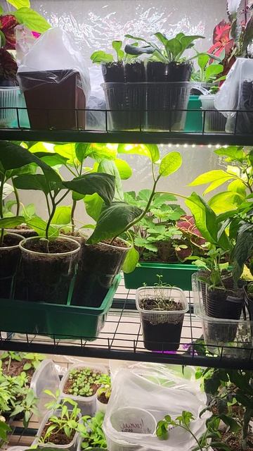 Эксперимент с томатами/Посев от 14 апреля