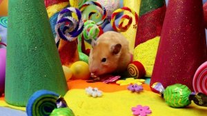 Хомяк в стране сладостей