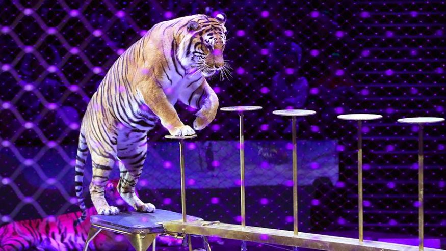 Тигр выпрыгнул к зрителям во время циркового шоу в Ростове-на-Дону